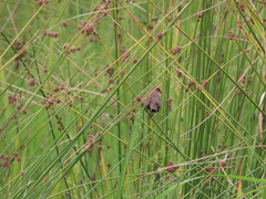 Estrilda astrild