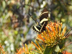 Papilio garamas