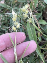 Cenchrus longispinus