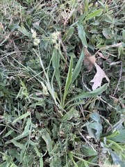 Cenchrus longispinus