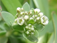 Corrigiola litoralis