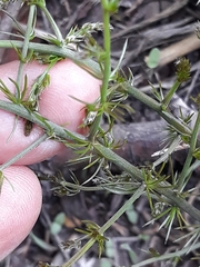 Asparagus acutifolius