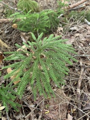 Dendrolycopodium dendroideum