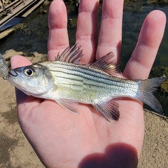 Morone mississippiensis