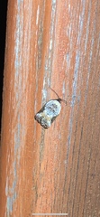 Acleris nivisellana
