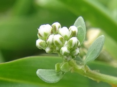 Corrigiola litoralis