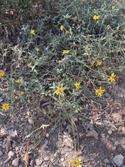 Helianthus gracilentus