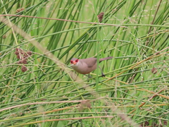 Estrilda astrild