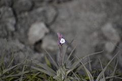 Tillandsia purpurea