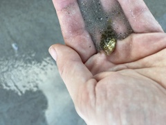 Stephanolepis hispida