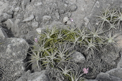 Tillandsia purpurea