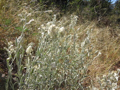 Pseudognaphalium canescens