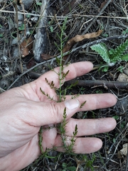 Asparagus acutifolius