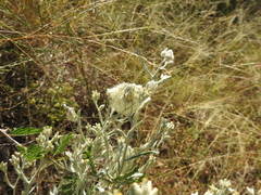 Pseudognaphalium canescens