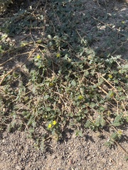 Tribulus terrestris