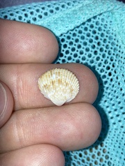 Dinocardium robustum