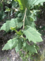 Quercus turbinella