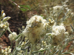 Pseudognaphalium canescens