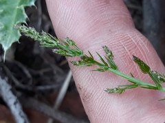Asparagus acutifolius