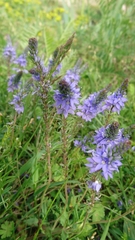 Veronica austriaca