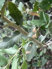 Quercus turbinella