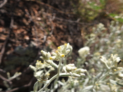 Pseudognaphalium canescens