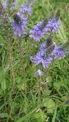 Veronica austriaca