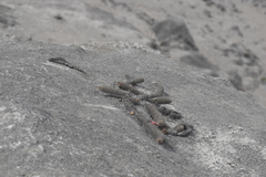 Loxanthocereus acanthurus