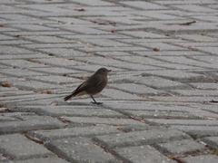 Phoenicurus ochruros
