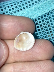 Dinocardium robustum