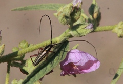 Sphaenothecus bilineatus