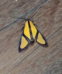 Xanthoarctia pseudameoides