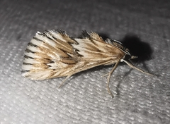 Cynaeda dentalis