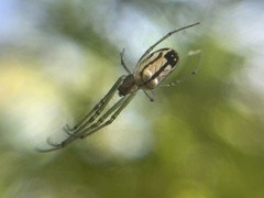 Leucauge volupis