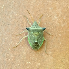 Diceraeus