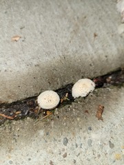 Lycoperdon curtisii