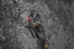 Loxanthocereus acanthurus