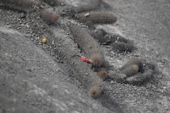 Loxanthocereus acanthurus