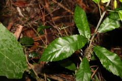 Sloanea australis