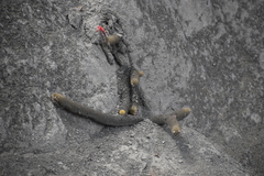 Loxanthocereus acanthurus