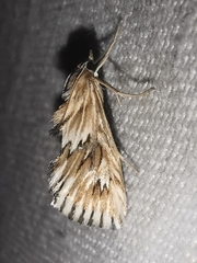 Cynaeda dentalis