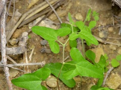 Aristolochia coryi