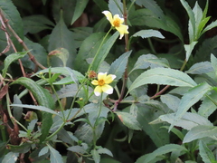 Bidens aurea