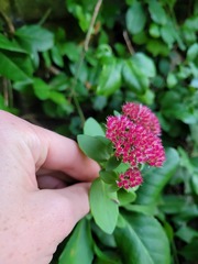 Hylotelephium maximum × spectabile