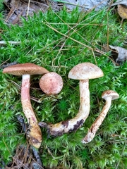 Cortinarius bolaris