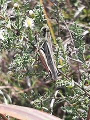 Melanoplus sanguinipes