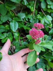 Hylotelephium maximum × spectabile