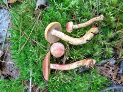 Cortinarius bolaris