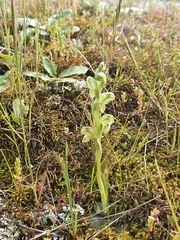 Pterostylis cycnocephala