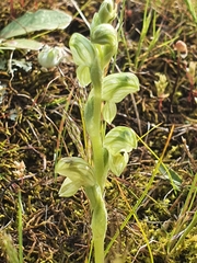 Pterostylis cycnocephala